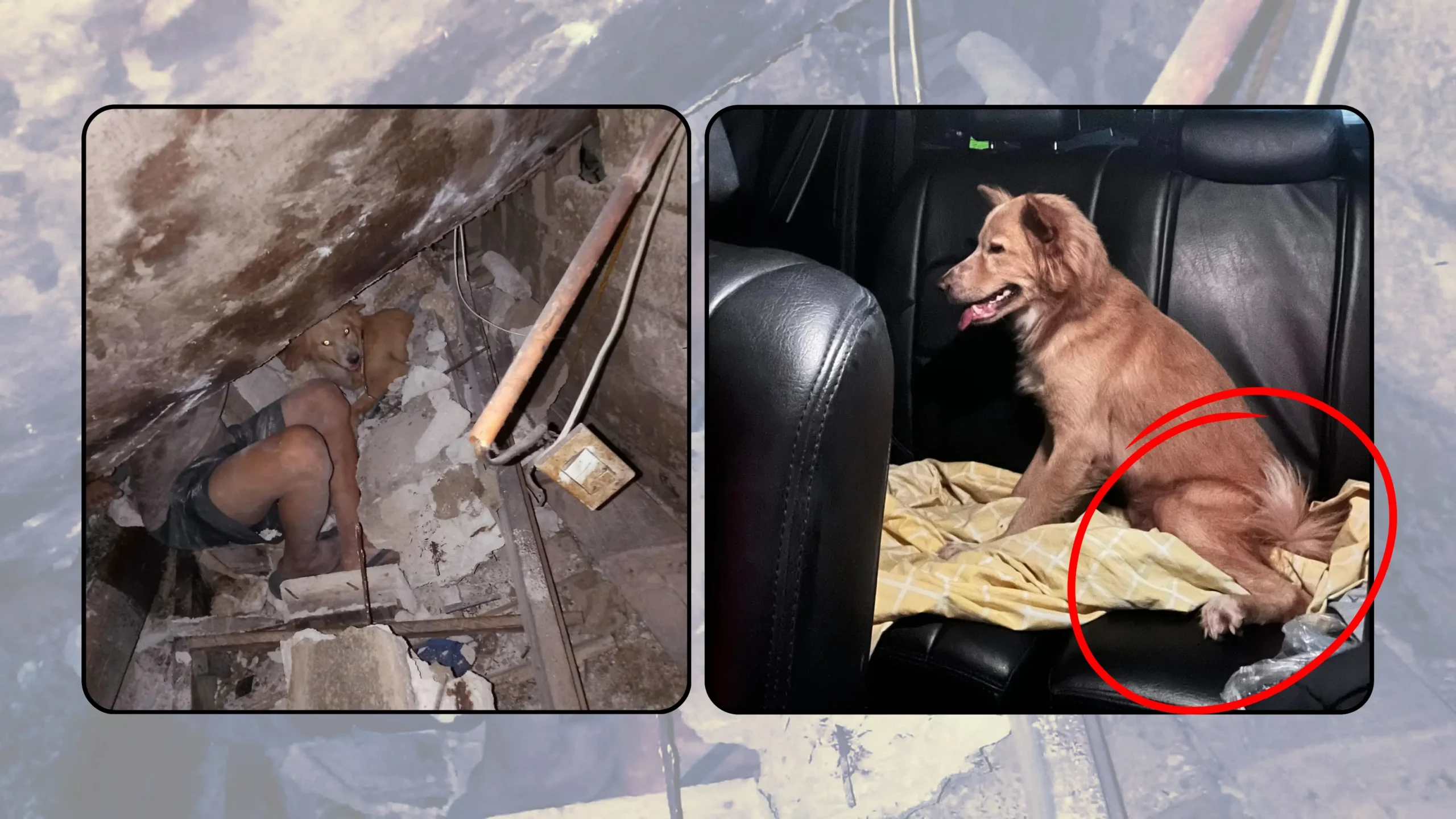 Courtesy : Luke the hero dog of Cebu.