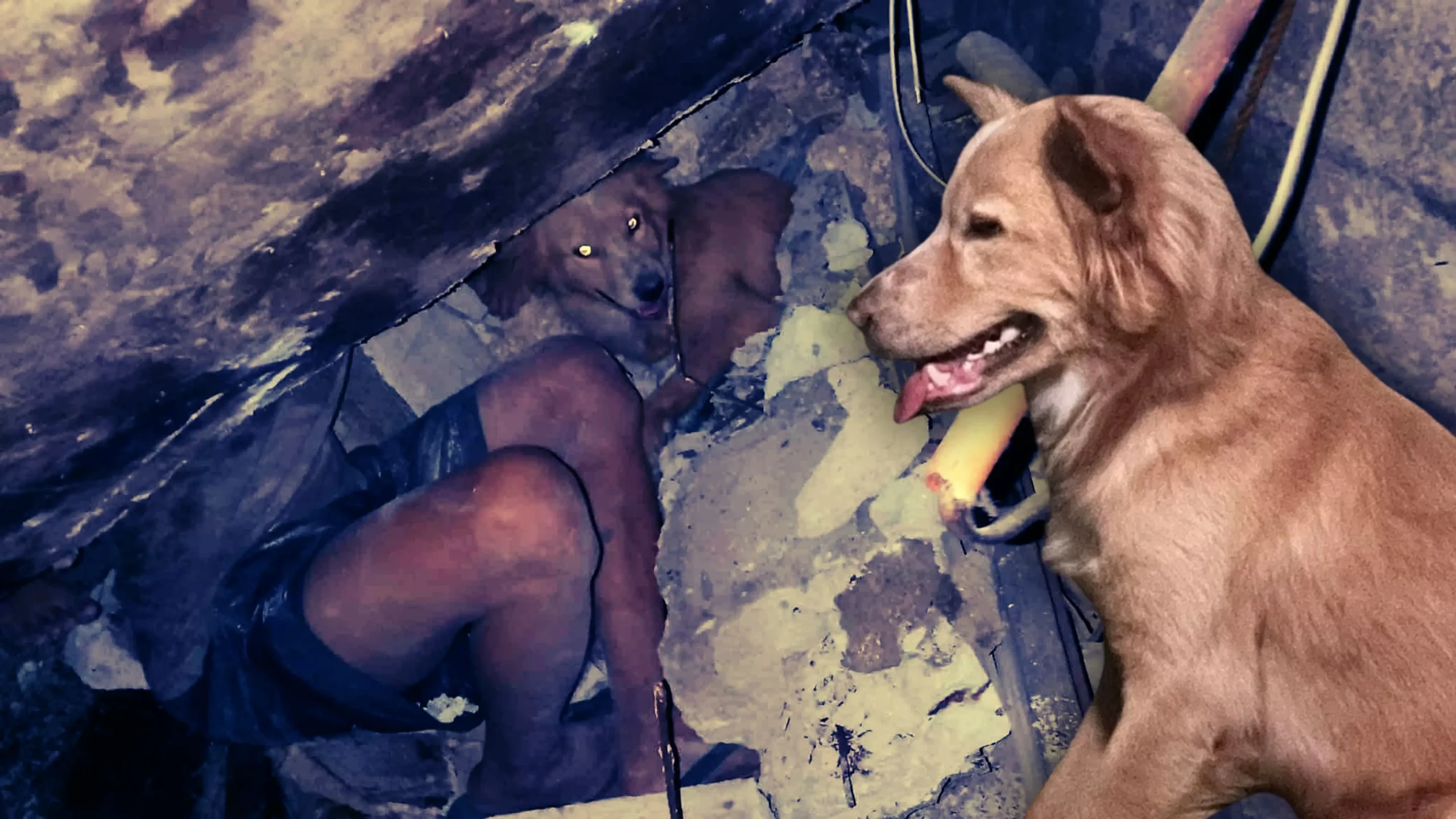 Luke cebu earthquake